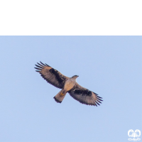 گونه عقاب دو برادر Bonellis Eagle